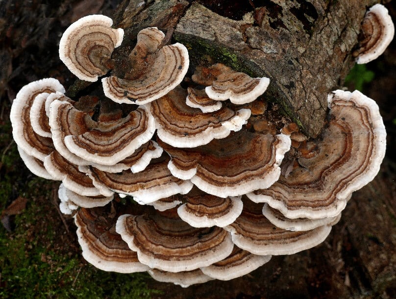 Turkey-Tail