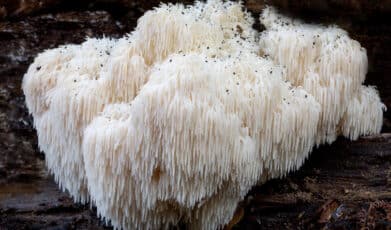 התועלות העיקריות של פטריית היריסיום הידועה בשמה ׳רעמת האריה׳