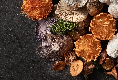 פטריות מרפא