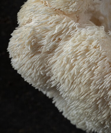 Hericium