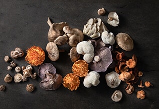 פטריות מרפא