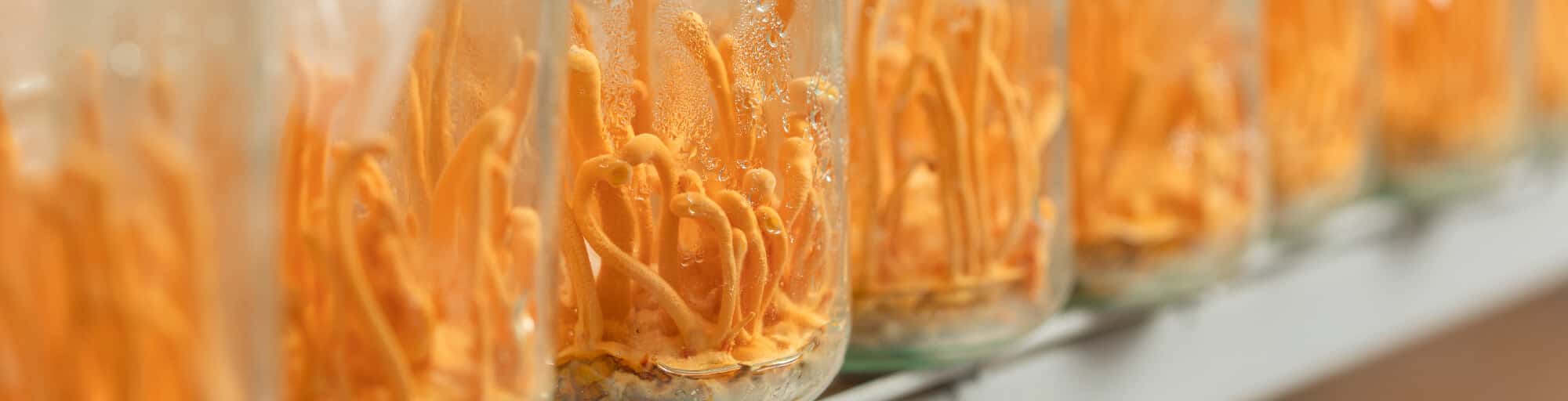 פטריות קורדיספס