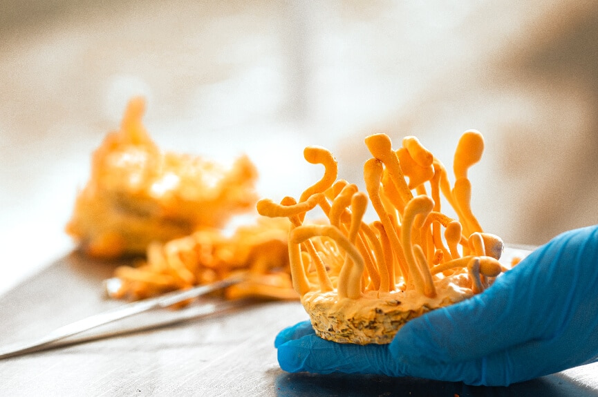 פטריית קורדיספס