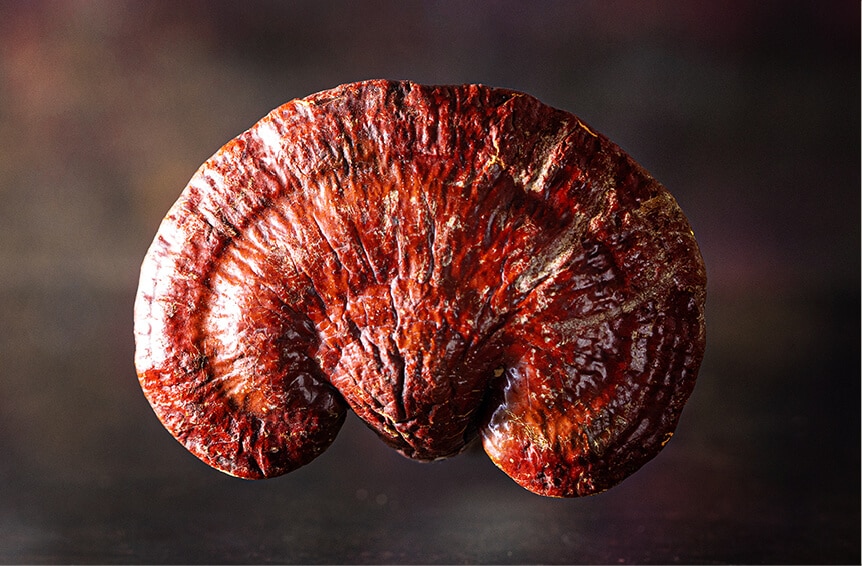 Reishi