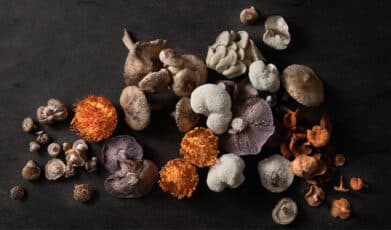 הוכח מדעית: פטריית קורדיספס יעילה לטיפול טבעי בסוכרת!