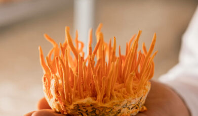 כיצד פטריית קורדיספס יכולה לשפר את האימונים והכושר הגופני שלכם?