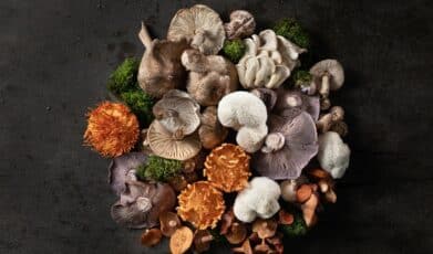 פטריות מרפא