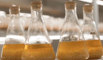 Cordyceps militaris Improves Chronic Kidney Disease