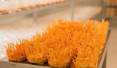 Higher Anti-Liver Fibrosis Effect of Cordyceps militaris