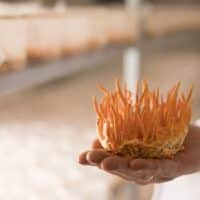 פטריית קורדיספס