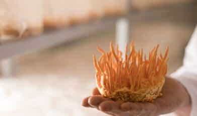 פטריית קורדיספס