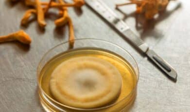 Cordycepin from Cordyceps militaris prevents hyperglycemia in alloxan-induced diabetic mice