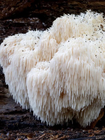 Hericium Liquid Extract