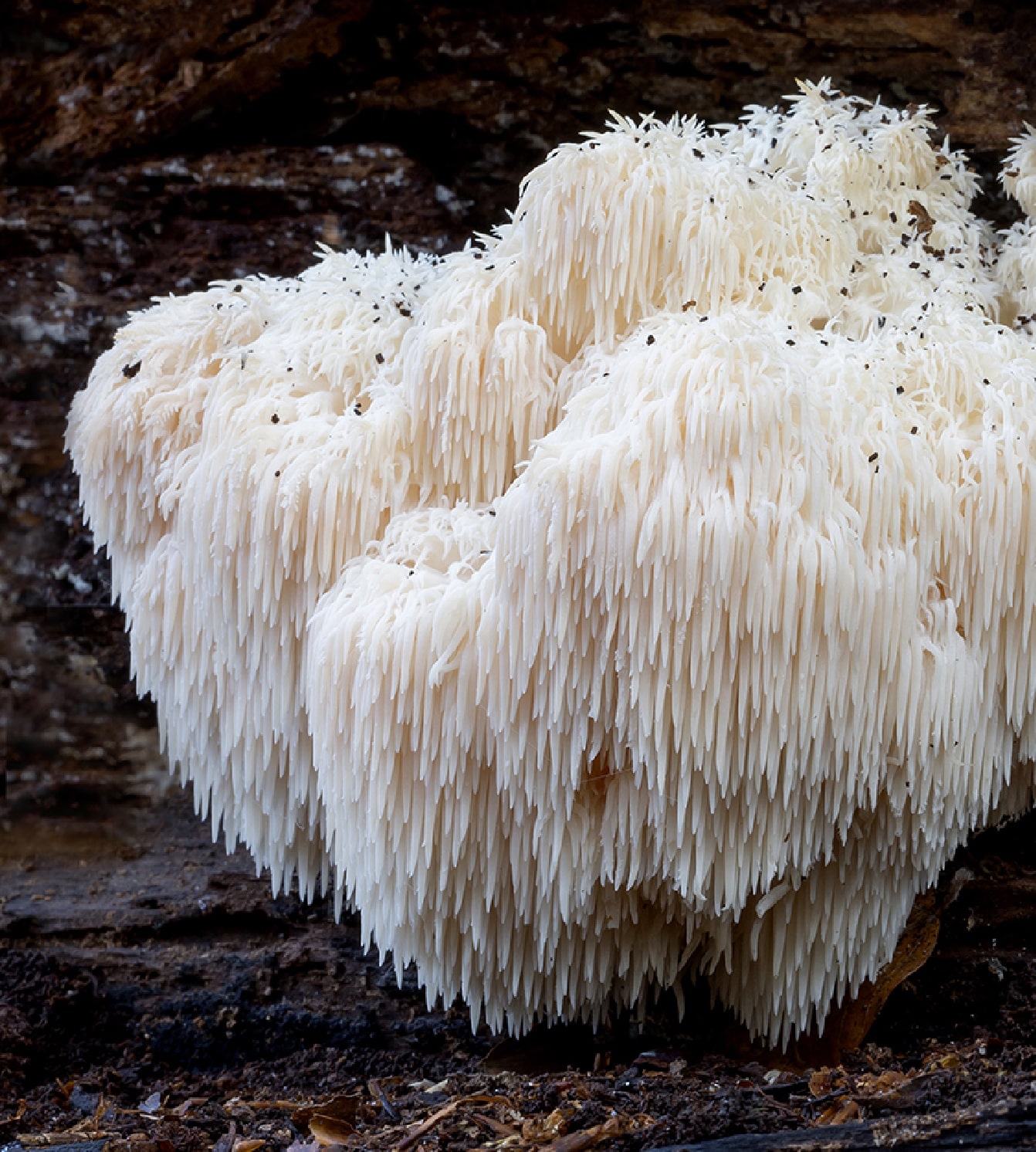 פטריות מרפא