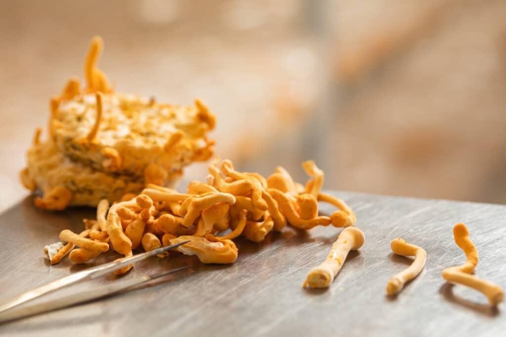 גופי פרי קורדיספס