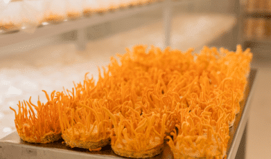 איך בוחרים פטריות מרפא איכותיות?