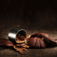 פטריית ריישי