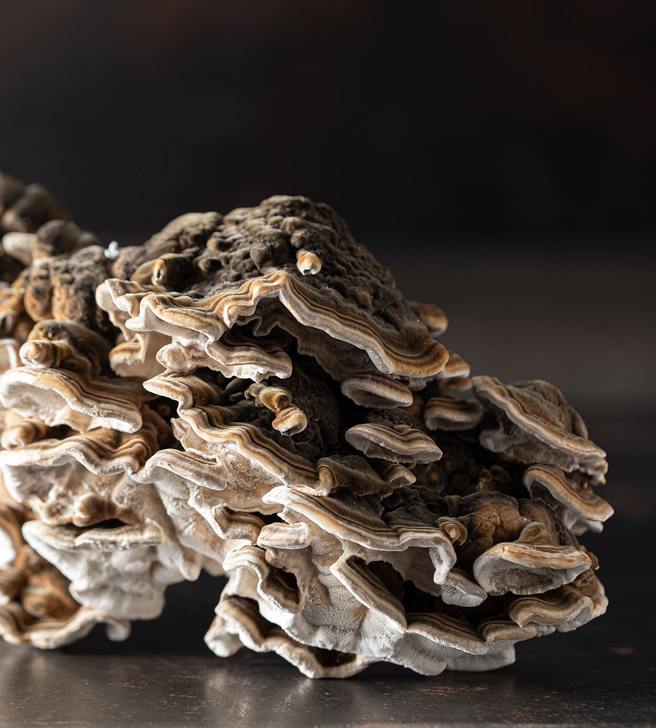 פטריות מרפא