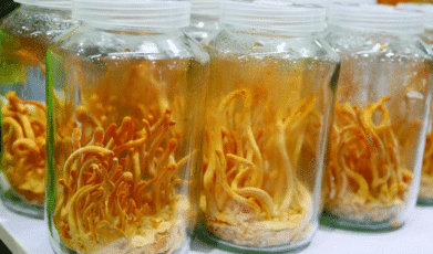 ההיסטוריה הרפואית של פטריות מרפא ותפקידן ברפואה