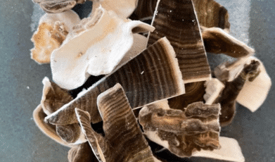 תערובת פטריות מרפא