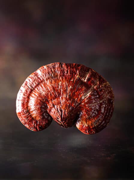 תמצית ריישי EN