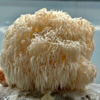 פטריית מרפא