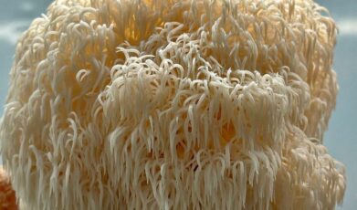 Neurohealth Properties of Hericium erinaceus Mycelia Enriched with Erinacines