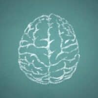 פטריות מרפא לבריאות המוח