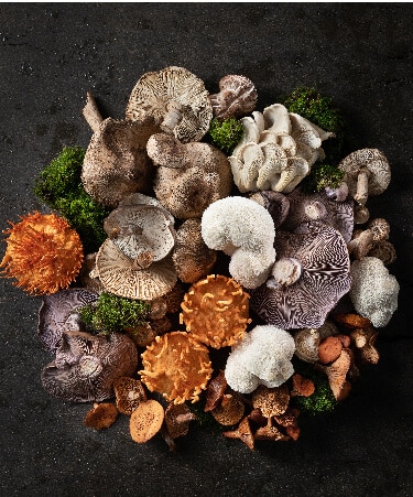 פטריות מרפא