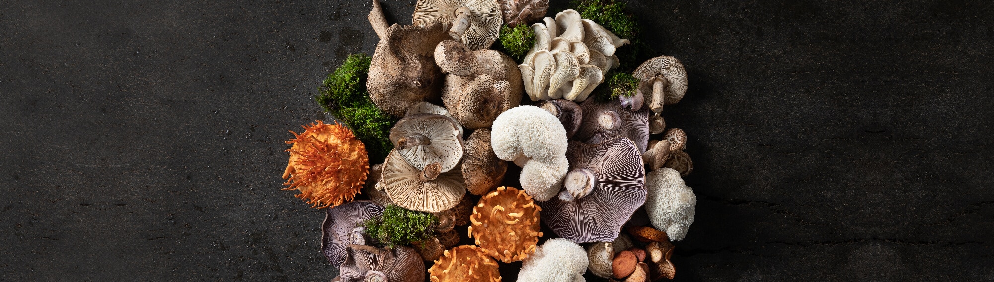 פטריות מרפא