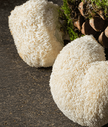 פטריית מרפא