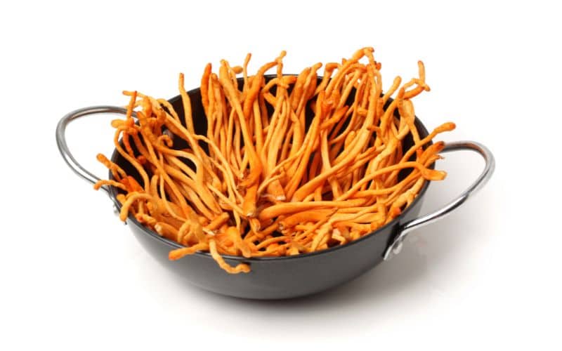 פטריות מרפא לפיריון