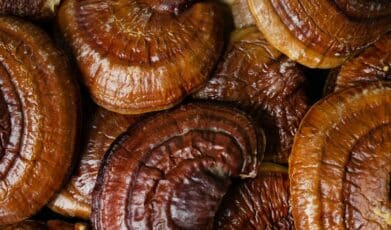 Investigating the cellular antioxidant and anti-inflammatory effects of the novel peptides in lingzhi (reishi) mushrooms