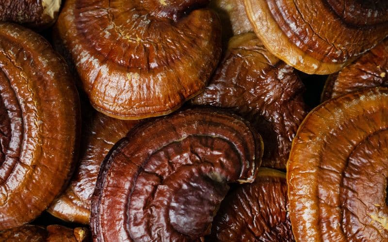 פטריות מרפא לפריון