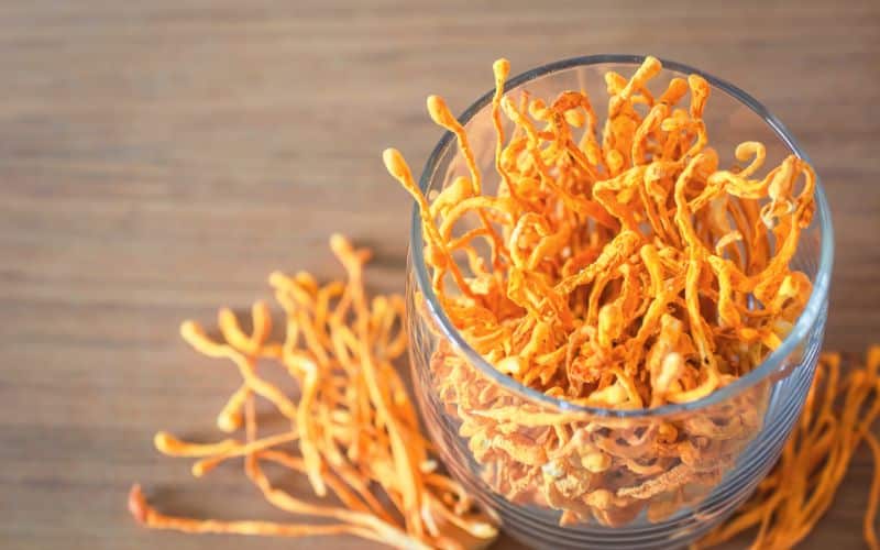 פטריית קורדיספס