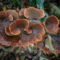 פטריות אנטי ויראליות