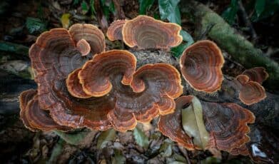 פטריות אנטי ויראליות