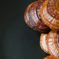 פטריית ריישי