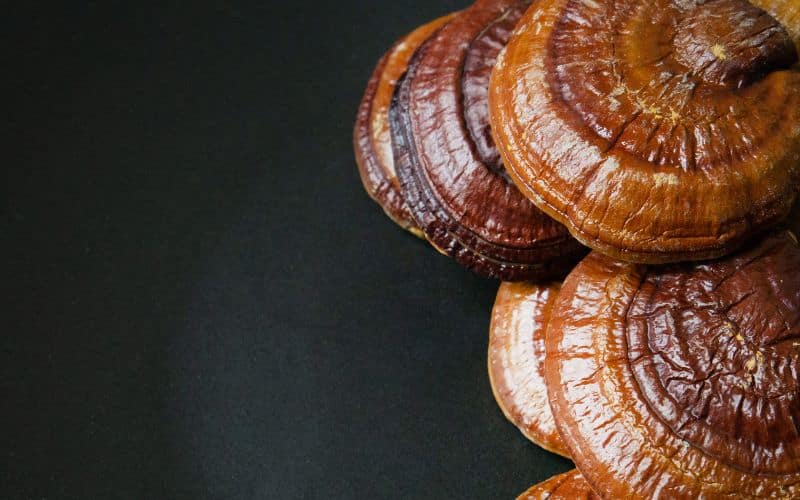 פטריית ריישי