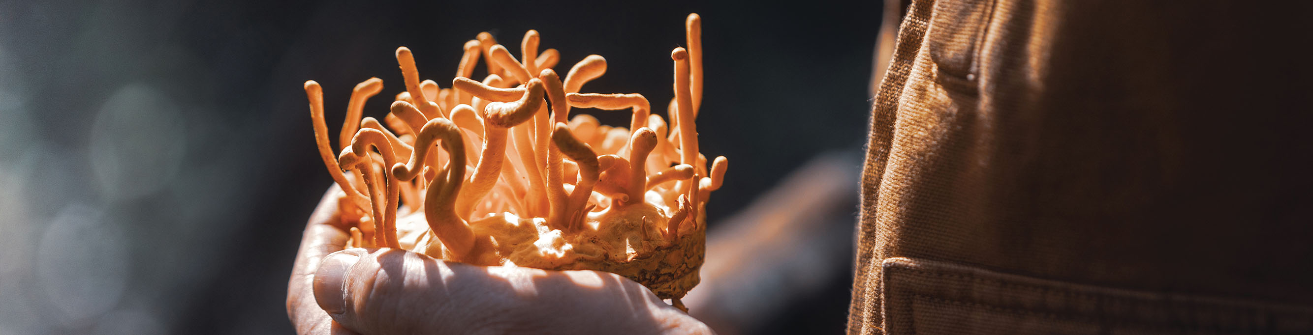 מיקוספרינג