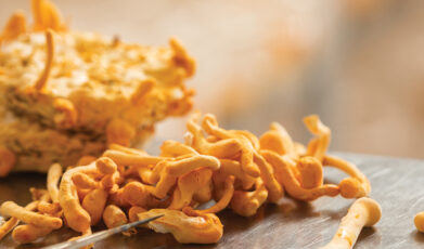 פטריית קורדיספס: סודות הריפוי של הטבע