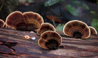 פטריית קורדיספס: הפלא הטבעי לתמיכה בריאותית ואיזון כולל