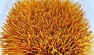 כיצד פטריית הקורדיספס עשויה לסייע בטיפול בדיכאון