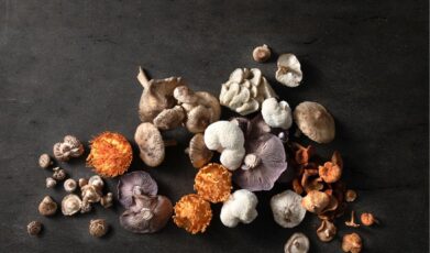 הסינרגיה המופלאה של פטריות המרפא: כיצד הן פועלות יחד לשיפור הבריאות ואיכות החיים