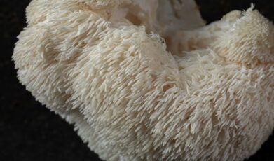 פטריות המרפא של מיקוספרינג: הדרך הטבעית לשיפור איכות החיים